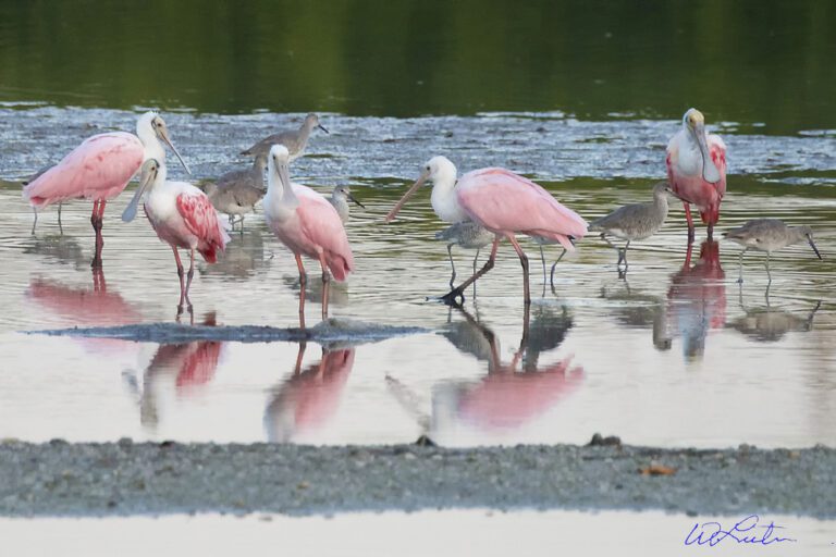 Pink Birds