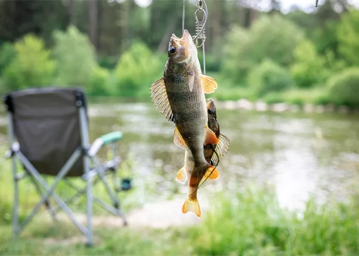 Speckled trout fly fishing Sanibel